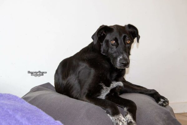 Lippo in 56295 Lonnig *vermittelt* – Bild 5