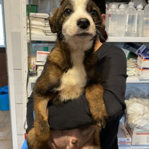 SHELBY - vor Ort vermittelt