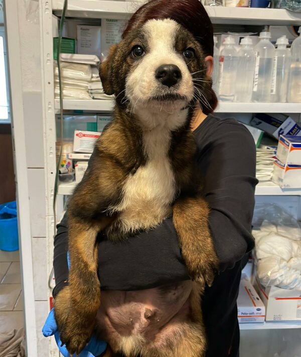 SHELBY - vor Ort vermittelt