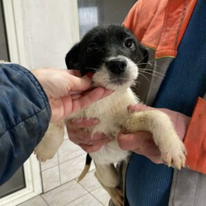 FIBI - reserviert für Tierhilfe Lebenswert vermittelt