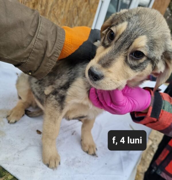LILLE - reserviert CD vermittelt – Bild 2