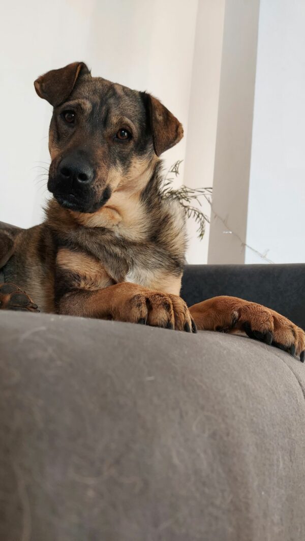 Bonita in 41564 Kaarst *vermittelt* – Bild 5