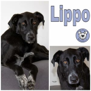Lippo in 56295 Lonnig *vermittelt*