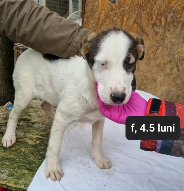 LISSI - reserviert Tierhilfe Lebenswert DR (14.01.) - vermittelt – Bild 3