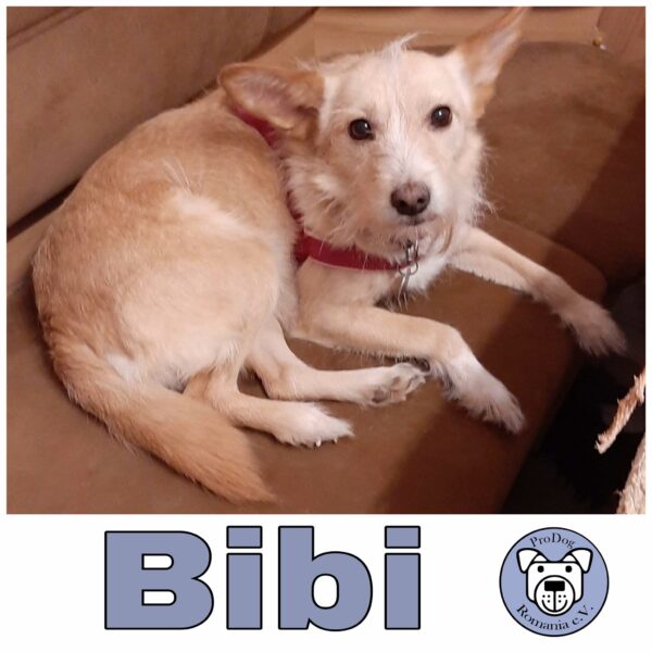 Bibi *vermittelt*