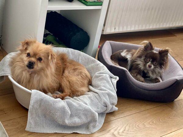 Willie in 28239 Bremen *vermittelt* – Bild 4
