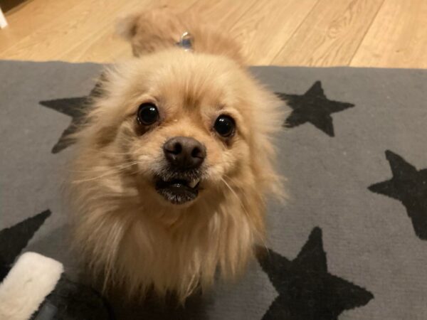 Willie in 28239 Bremen *vermittelt* – Bild 2