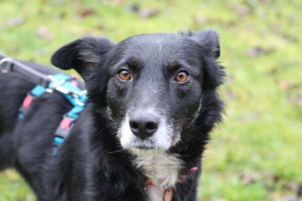 Mindy in 96052 Bamberg *vermittelt* – Bild 5