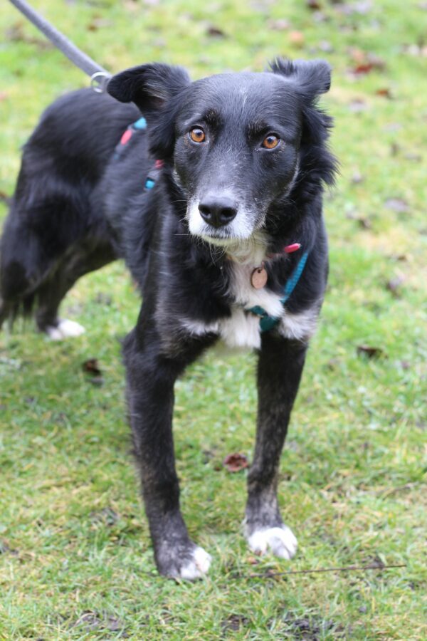 Mindy in 96052 Bamberg *vermittelt* – Bild 7