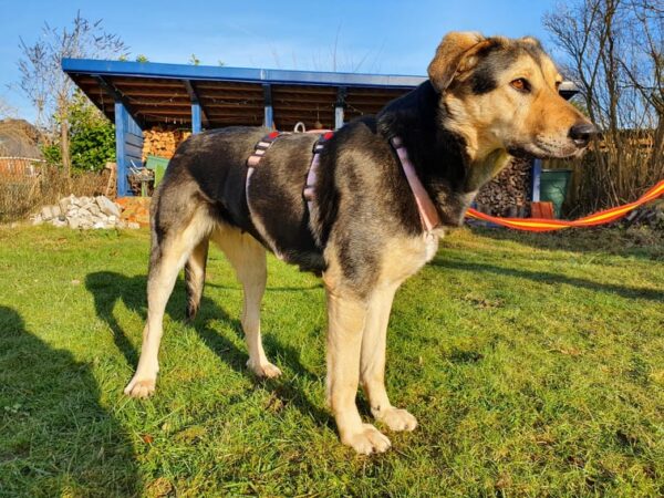 Sady in 24148 Kiel *vermittelt* – Bild 5