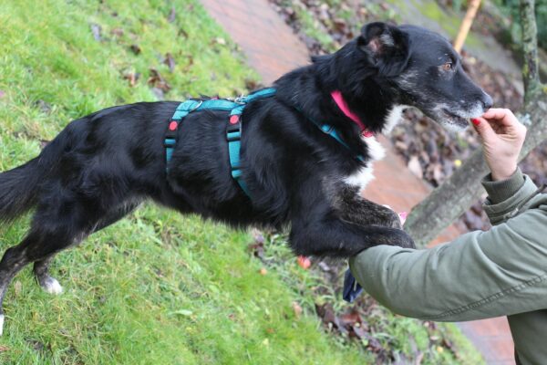 Mindy in 96052 Bamberg *vermittelt* – Bild 8