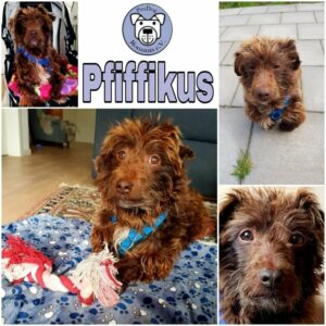 Pfiffikus - Gnadenplatzhund seit dem 05.01.2022