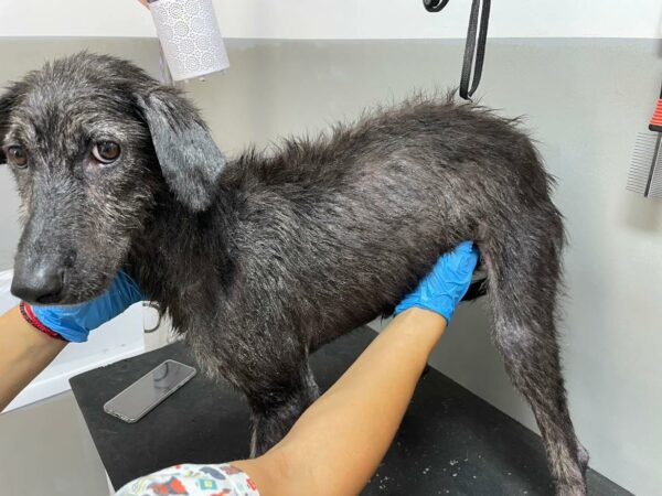ESHA - reserviert Tierhilfe Lebenswert DR (21.09.) - vermittelt – Bild 3