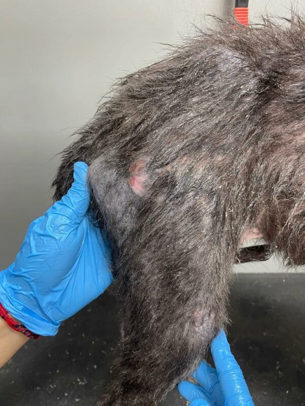 ESHA - reserviert Tierhilfe Lebenswert DR (21.09.) - vermittelt – Bild 4