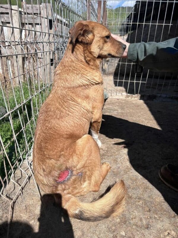 HANNA(♀)  - Notfall - Mobbingopfer hat Bisswunden - vermittelt AL – Bild 2