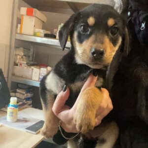 BALOU - reserviert Vergessene Pfoten Stuttgart vermittelt
