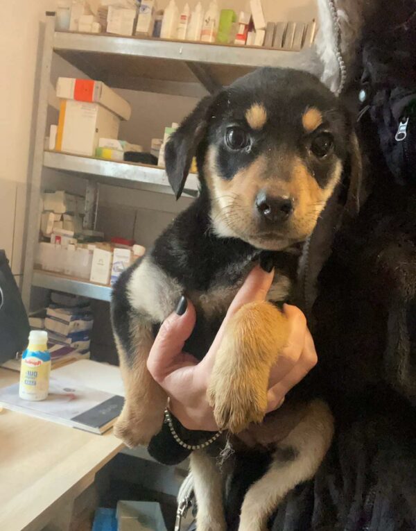 BALOU - reserviert Vergessene Pfoten Stuttgart vermittelt