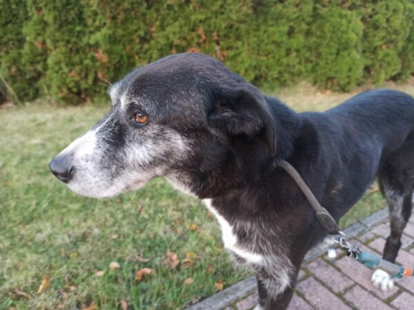 CHESTER in 99636 Ostramondra *vermittelt* – Bild 5