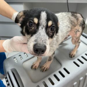 BERTIE - reserviert für Tierhilfe Lebenswert  - vermittelt