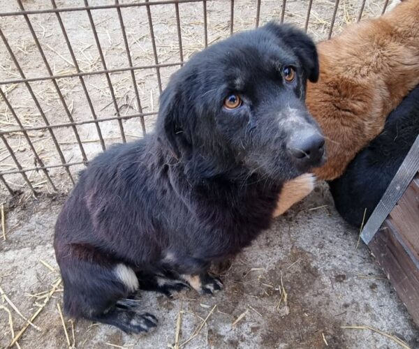 TOBEY - vermittelt LS – Bild 5