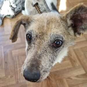 FILOU - reserviert NadineH - vermittelt