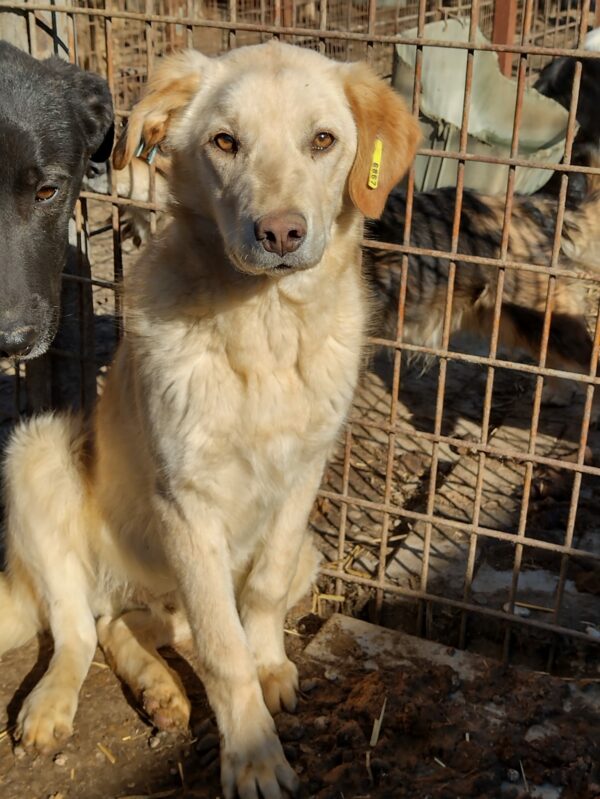 CHICCO - reserviert Tierheim Andernach vermittelt – Bild 4