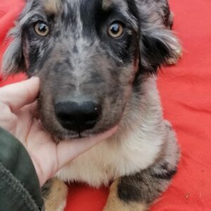 BONNIE - reserviert Tierfreunde Filderstadt vermittelt