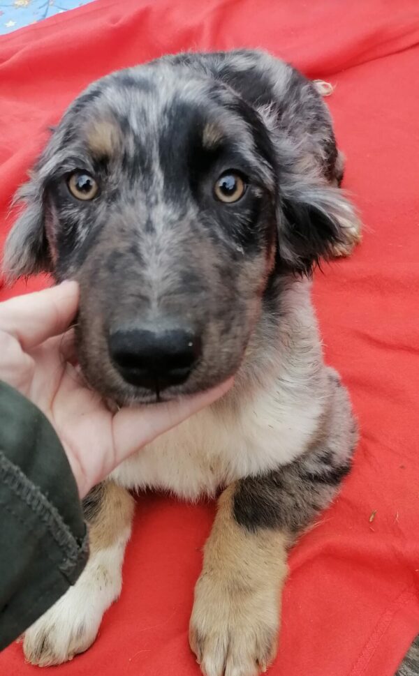 BONNIE - reserviert Tierfreunde Filderstadt vermittelt