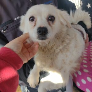 CHLOÉ - auf Pflegestelle in PLZ 6 *vermittelt*