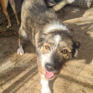 THEIA - reserviert Betty - vermittelt