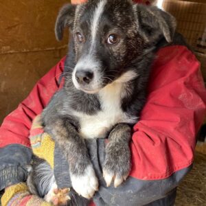 MIMMI - reserviert Tierhilfe Lebenswert DR (06.03.) - vermittelt