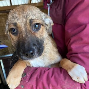 LEVI (SUE) - reserviert Tierhilfe Lebenswert DR (10.03.) - vermittelt