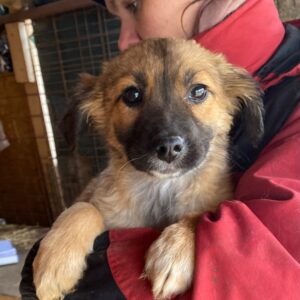 SMILEY - reserviert Tierhilfe Lebenswert DR (08.04.) - vermittelt