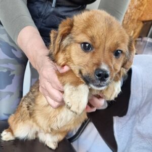 KNUFFEL - auf Pflegestelle in PLZ 5 vermittelt