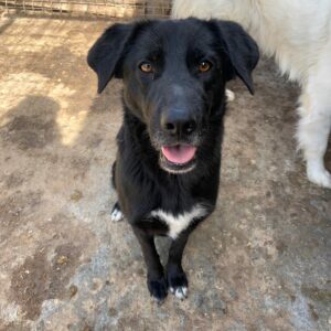 ALESSIA - reserviert Hundescheune Fläming vermittelt