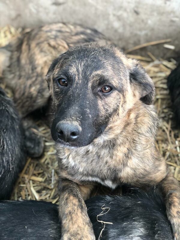 DENNIS - reserviert Betty - vermittelt – Bild 5