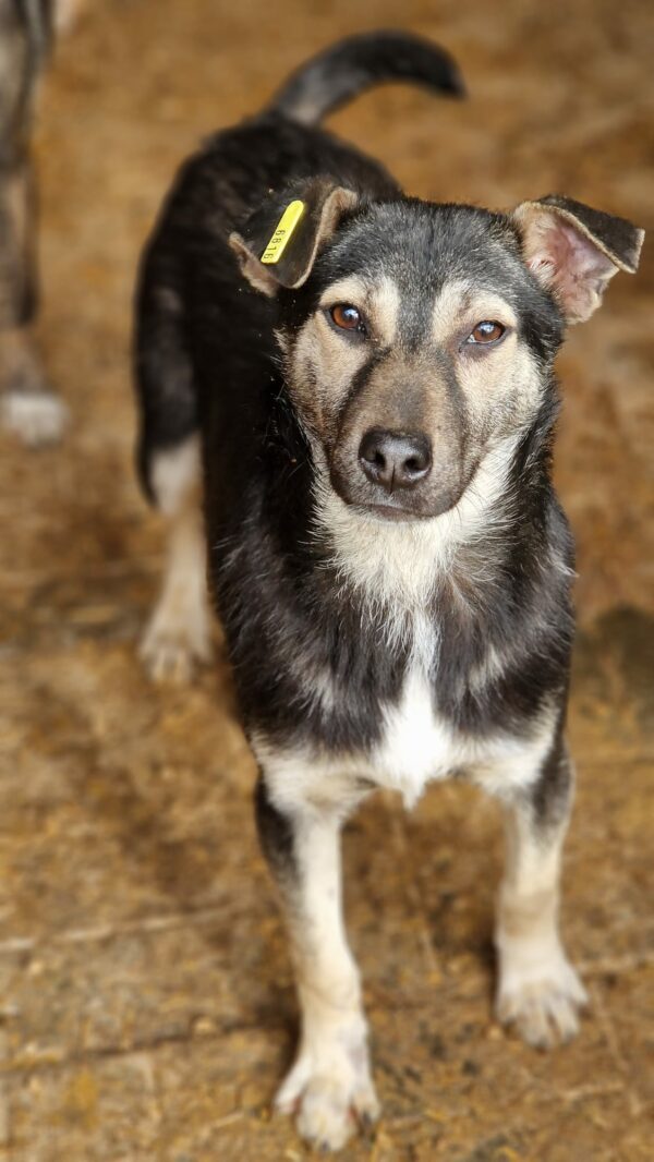 LENNY (♂) – Bild 2