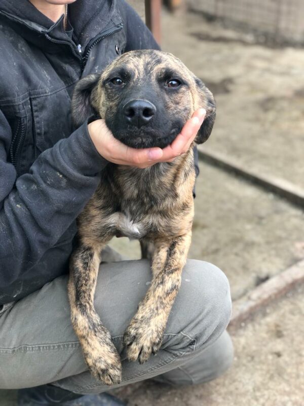 DENNIS - reserviert Betty - vermittelt – Bild 4