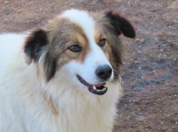 DIOWIN - reserviert Tierhilfe Lebenswert DR 05.03. - vermittelt – Bild 2