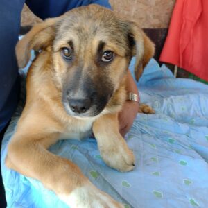 CASSIO - reserviert Hundescheune Fläming vermittelt
