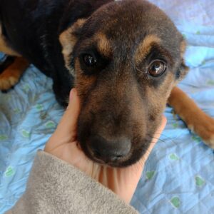 ECKI - reserviert Hundescheune Fläming vermittelt