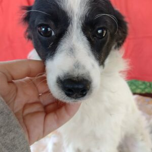 VONJA - reserviert Hundescheune Fläming vermittelt
