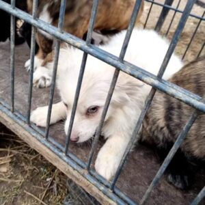 SHELLA - bereits sehr unsicher! - reserviert Tierhilfe Lebenswert DR (16.02.) - vermittelt