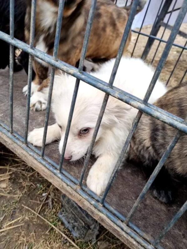 SHELLA - bereits sehr unsicher! - reserviert Tierhilfe Lebenswert DR (16.02.) - vermittelt