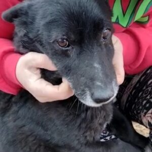 MARLOW - reserviert Hundescheune Fläming vermittelt