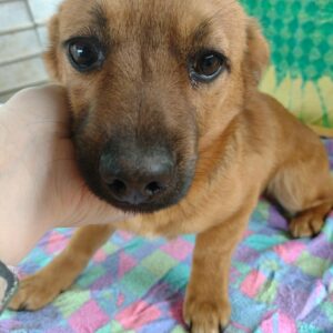 LUMI - reserviert Hundescheune Fläming vermittelt