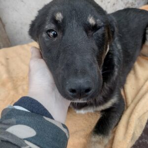 NAEMI - Probleme mit dem linken Auge - reserviert Hundescheune Fläming vermittelt