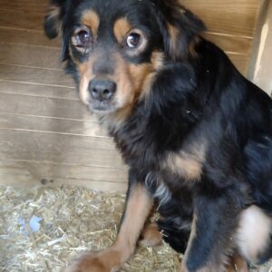 FRIDA - auf Pflegestelle in PLZ 1 vermittelt
