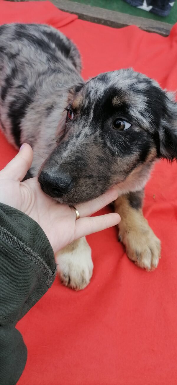 BONNIE - reserviert Tierfreunde Filderstadt vermittelt – Bild 2