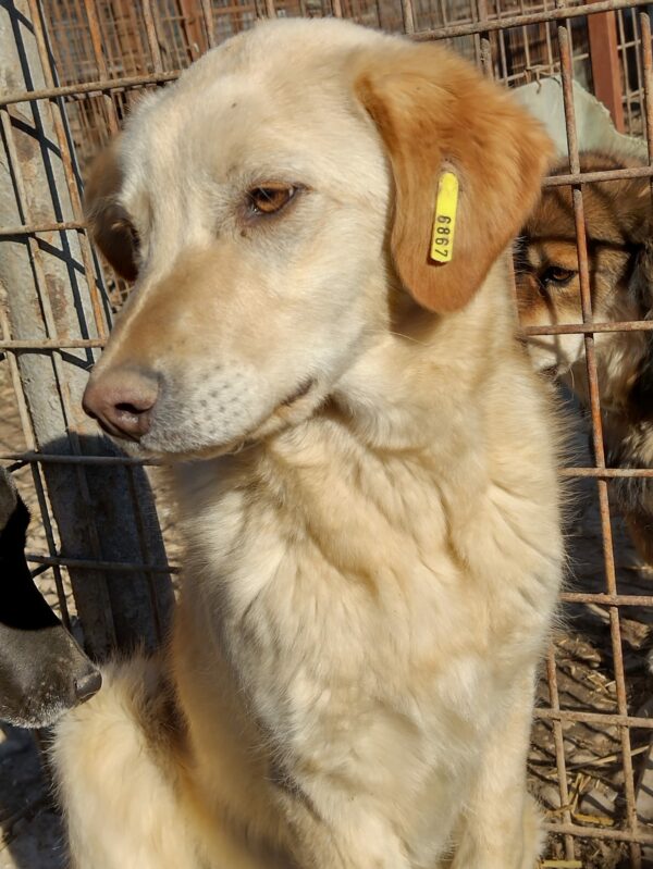 CHICCO - reserviert Tierheim Andernach vermittelt – Bild 2